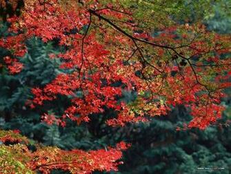 Wallpaper Seasonal And Screen Savers