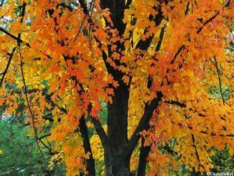 Autumn Wallpaper
