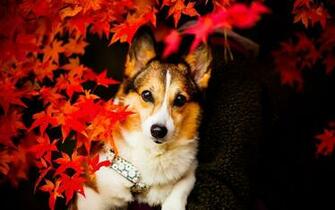 Autumn Season Wallpaper Cute Dog Photography Animal