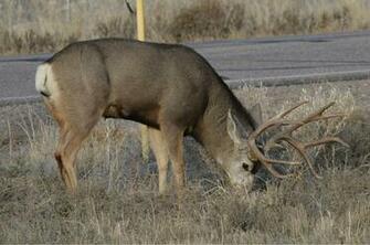 Mule Deer Wallpaper HD