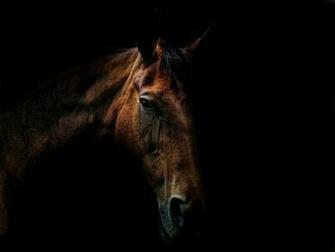 Autumn Storm Horses Wallpaper Desktop
