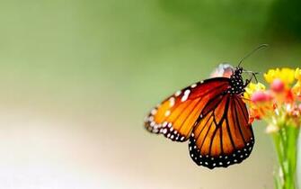 Beautiful Butterfly Wallpaper HD Pictures One