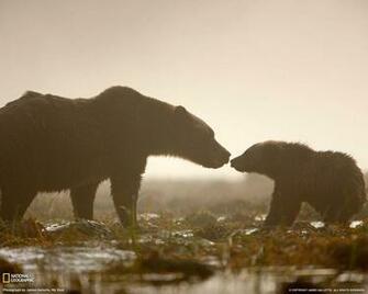 Grizzly Bear Wallpaper