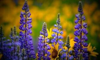 Purple Flowers Image 1080p Ultra HD Wallpaper HDwallpaperpack In