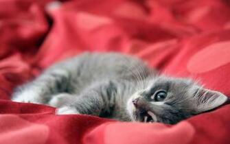 Cute Kitty Animal Cubs Wallpaper