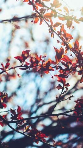 Autumn iPhone Wallpaper Collection It At