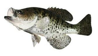Internet Clipart Fishing And Graphics Professional