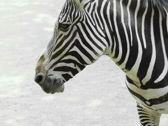 Best Wallpaper Zebras