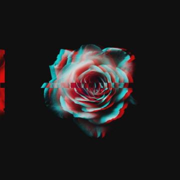 Glitch Rose Amoled Wallpaper Aesthetic Roses