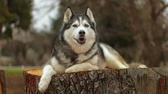 Husky Tag Wallpaper Forest Dogs Bridge Animals Swamps Wooden