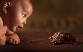 Top Cool Turtle Wallpaper Full HD 4k To Use