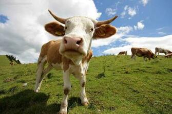 Beautiful Wallpaper For Desktop Cow HD