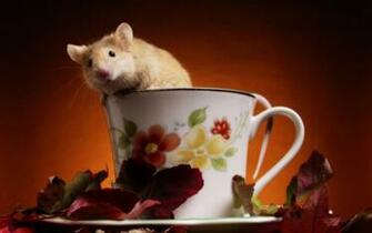 Mouse Mice Wallpaper
