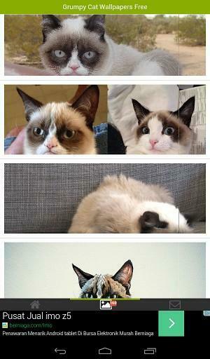 Bigger Grumpy Cat Wallpaper For Android Screenshot