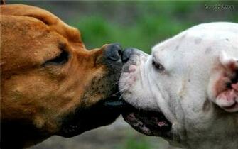 Animals Dogs Love Snegidhi
