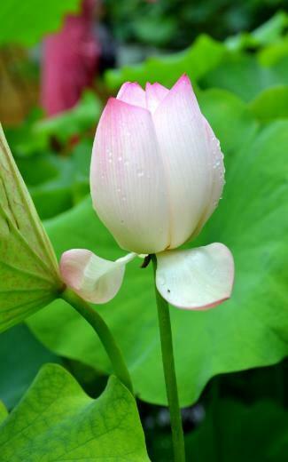 Lotus Flower HD Desktop Wallpaper Series I HDwallpaperbackground