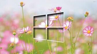 Windows Transparent Logo On Cosmos Blossoms Wallpaper Computer