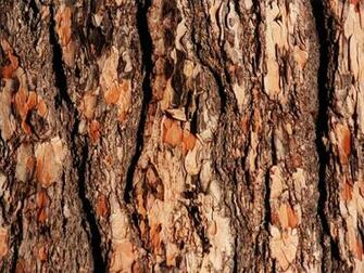 Wallpaper Tree Bark