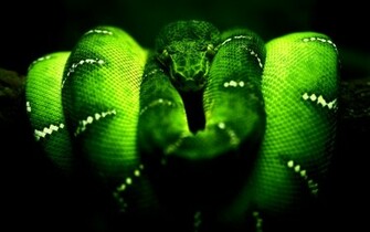 Dark Snake HD Dekstop Wallpaper