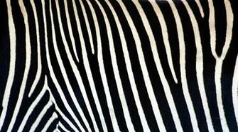 Zebra Wallpaper