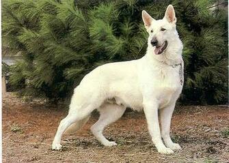 White German Shepherd Puppies