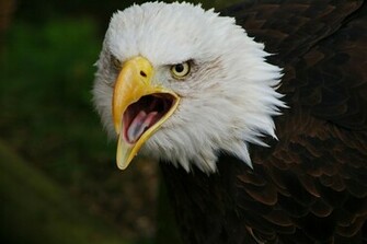 Bald Eagle Pictures Animal Spot