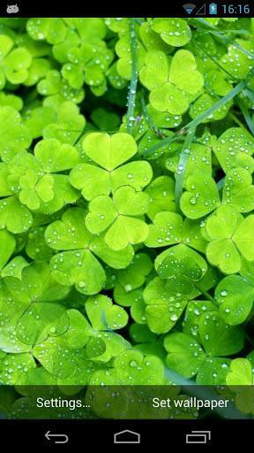 Lucky Clover Live Wallpaper Apps For Android Phone