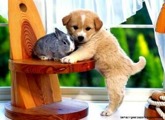 Spring Puppy Wallpaper Background Amazing