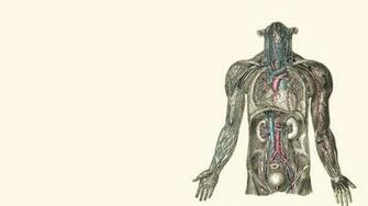 Kidney Hearts Human Body Wallpaper