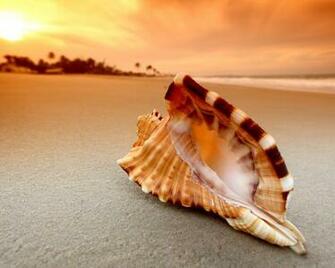 Shell Wallpaper HD