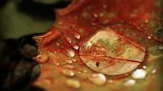 HD Wallpaper Animals And Plants Macro Photography