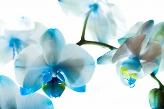 Blue Orchid Wallpaper