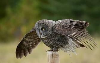 Great Grey Owl Computer Wallpaper Desktop Background