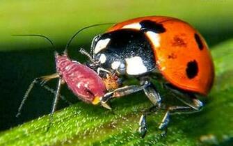 Beautiful Wallpaper Ladybugs