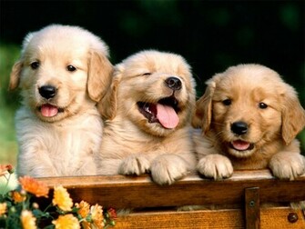 Baby Animal Wallpaper Large Image