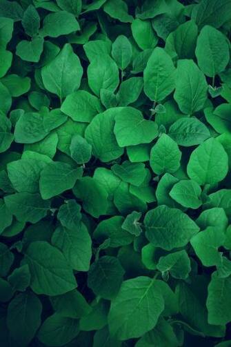Green Pictures HD Image