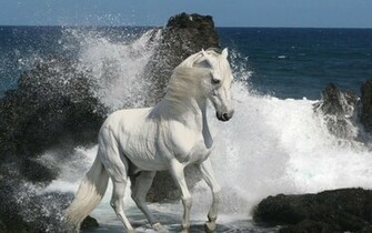 Beautiful Arabian Horse Wallpaper Daily Background In HD