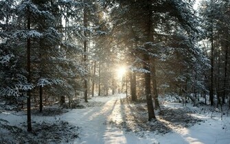 Winter Wonderland Desktop Wallpaper HD Background Of