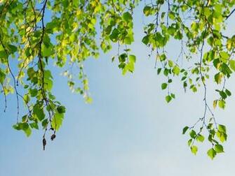 Wallpaper Green Birch Branches And Blue Sky Photos Walls