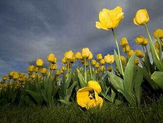 Yellow Tulips Wallpaper Flowers Nature In Jpg Format