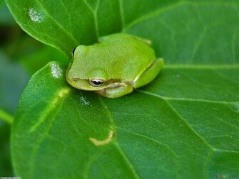 Small Green Frog Wallpaper Open Walls