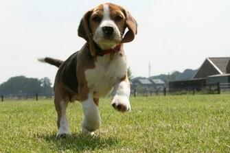 Beagle Puppy Background Wallpaper HD