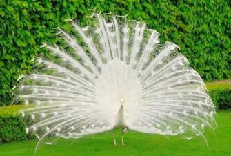 Pics Photos White Peacock