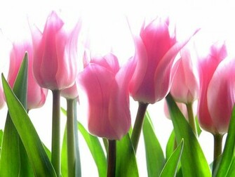 Pink Tulip Flower Pictures Wallpaper