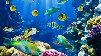 Wallpaper Live Fish Background HD Background Desktop