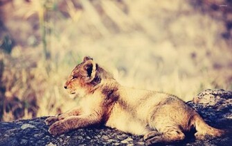 Lion Cub Wallpaper Animal