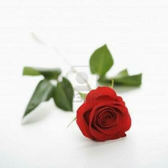 Red Roses With White Background