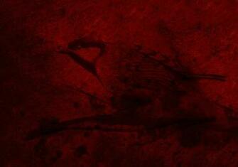 Red Sparrow By Danielsaltysalt