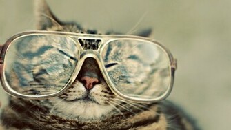 Funny Cat Wallpaper Stock Photos