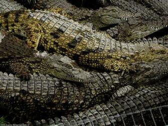 Wallpaper Collections Alligator Background